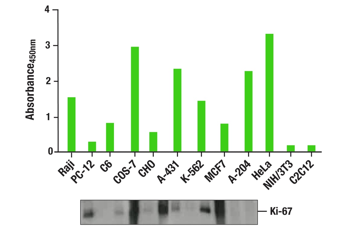 ELISA Image 1: Ki-67 (8D5) Mouse mAb (BSA and Azide Free)