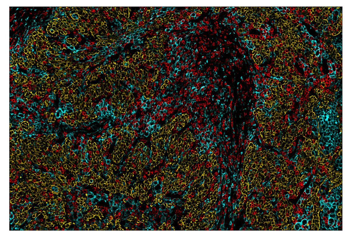 Immunohistochemistry Image 1: SIRPα/SHPS1 (D6I3M) & CO-0034-750 SignalStar<sup>™</sup> Oligo-Antibody Pair