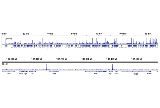 Chromatin Immunoprecipitation Image 2: NRF2 (D1Z9C) XP<sup>®</sup> Rabbit mAb