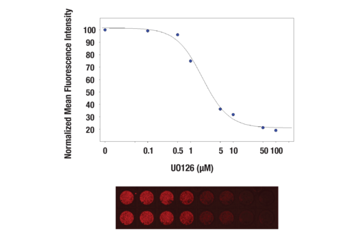 对暴露在不同浓度的 U0126 (MEK1/2 Inhibitor) #9903 中 3 小时后，再经 TPA (Phorbol-12-Myristate-13-Acetate) #9905 刺激 30 分钟的 A549 细胞进行 In-Cell Western™ 分析。With increasing concentrations of U0126, a significant decrease (~5 fold) in Phospho-p44/42 MAPK (Erk1/2) (Thr202/Tyr204) (D13.14.4E) XP® Rabbit mAb #4370 signal as compared to the TPA-stimulated control was observed. When using phospho-Erk as a measurement, the IC50 of this compound was 1.9 μM. Data and images were generated on the LI-COR Biosciences Odyssey Infrared Imaging System using Anti-rabbit IgG (H+L) (DyLight 680 Conjugate).