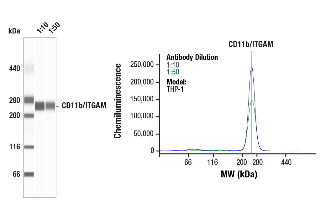 Western Blotting Image 1: CD11b/ITGAM (E3J2F) Rabbit mAb