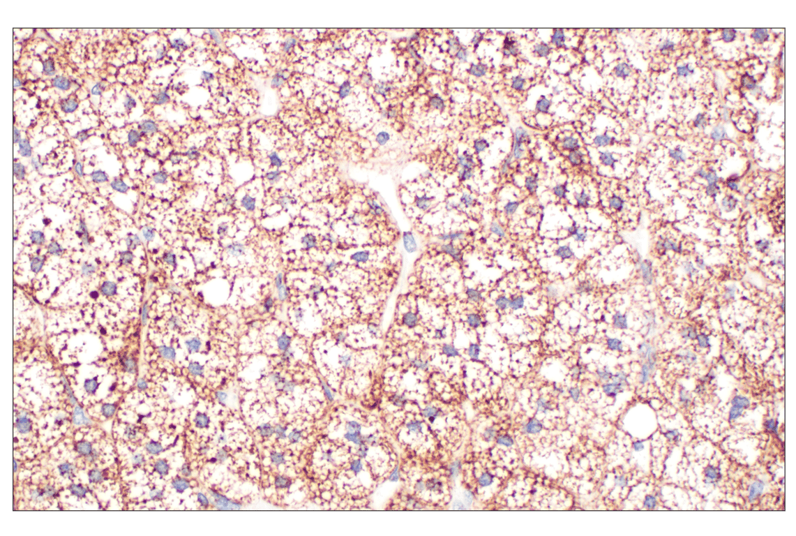 Immunohistochemistry Image 5: Fumarase (D9C5) Rabbit mAb