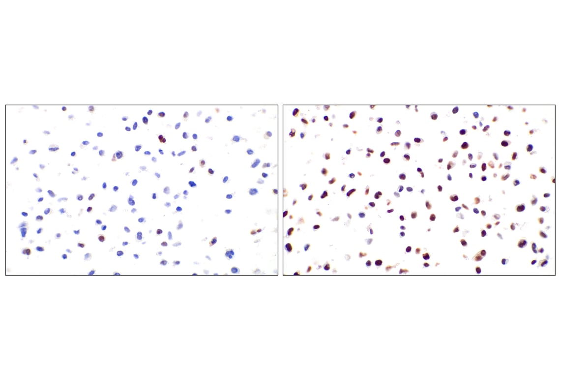 Immunohistochemistry Image 11: c-Fos (E2I7R) XP<sup>®</sup> Rabbit mAb