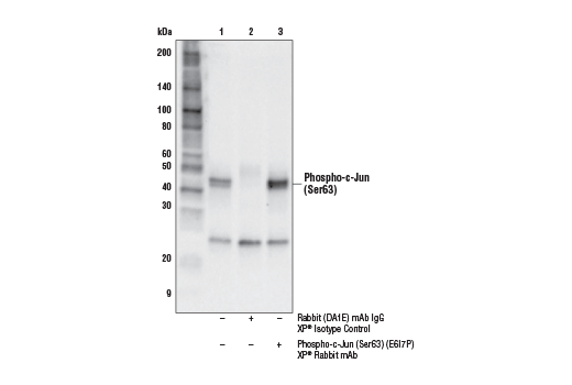 Immunoprecipitation Image 1: Phospho-c-Jun (Ser63) (E6I7P) XP<sup>®</sup> Rabbit mAb