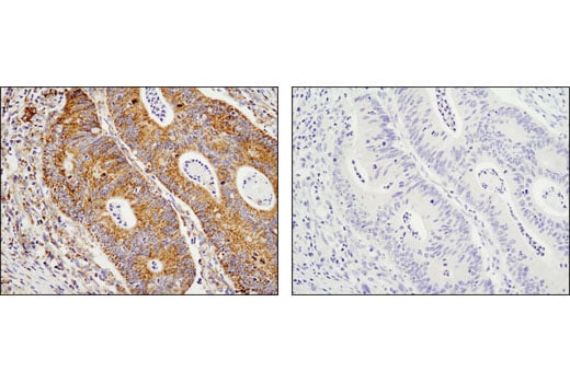 Immunohistochemistry Image 1: SDHA (D6J9M) XP<sup>®</sup> Rabbit mAb 