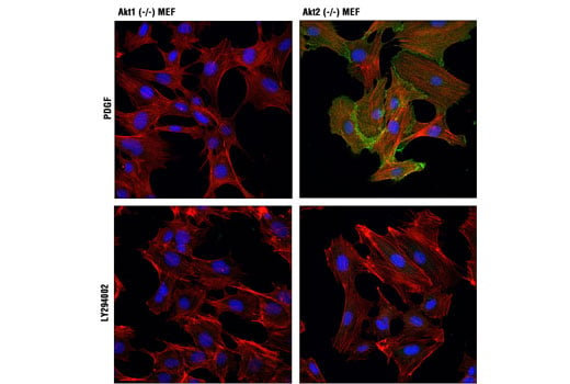 Immunofluorescence Image 1: Phospho-Akt1 (Ser473) (D7F10) XP<sup>®</sup> Rabbit mAb (BSA and Azide Free)