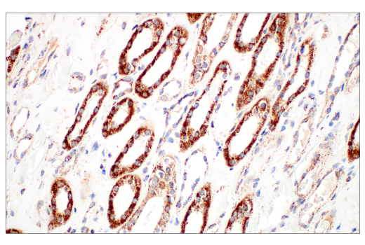 Immunohistochemistry Image 8: TFAM (D5C8) Rabbit mAb