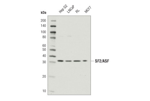 Western Blotting Image 1: SF2/ASF (D6S7V) Rabbit mAb