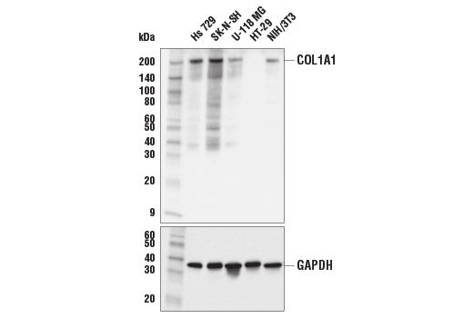 Western Blotting Image 1: COL1A1 (E8F4L) XP<sup>®</sup> Rabbit mAb (BSA and Azide Free)