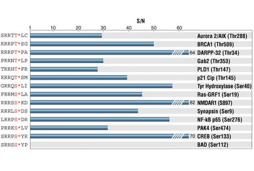 undefined Image 16: Phospho-(Ser/Thr) Kinase Substrate Antibody Sampler Kit
