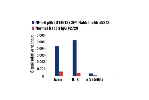 undefined Image 14: PhosphoPlus<sup>®</sup> NF-κB p65/RelA (Ser536) Antibody Duet