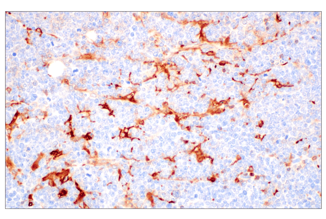 Immunohistochemistry Image 8: FTL (F9O4I) Rabbit mAb