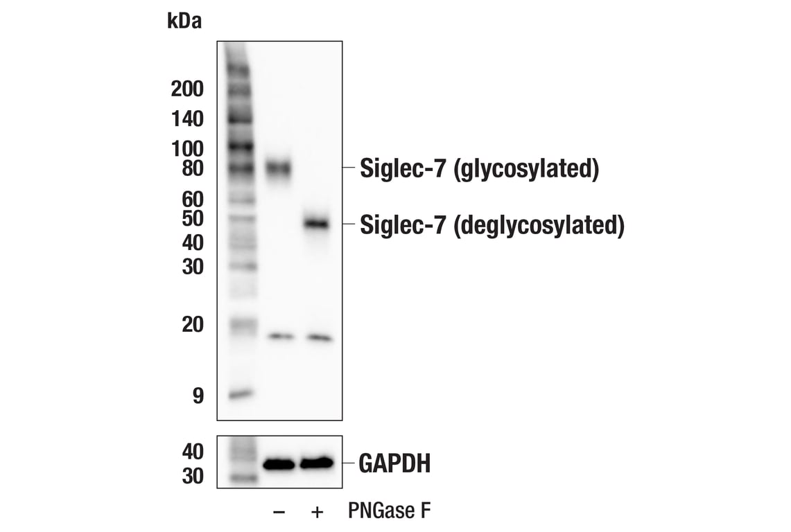 Western Blotting Image 3: Siglec-7 (F4O1S) Rabbit mAb