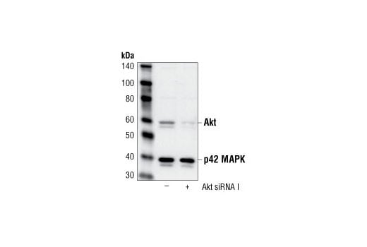 Western Blotting Image 2: Akt Antibody
