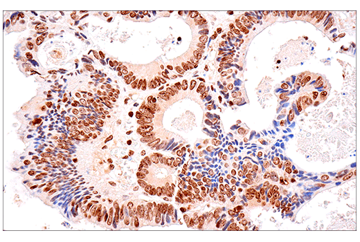 Immunohistochemistry Image 3: SOD1 (E4G1H) XP<sup>®</sup> Rabbit mAb