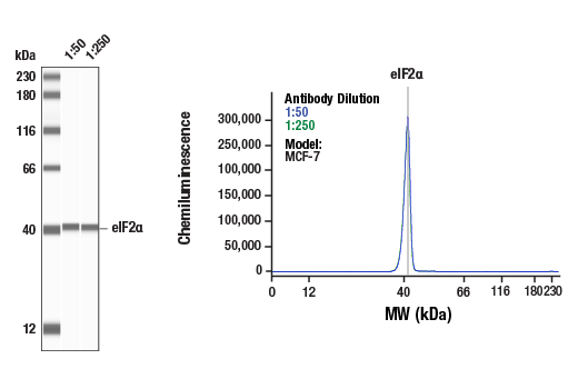 Western Blotting Image 1: eIF2α (D7D3) XP<sup>®</sup> Rabbit mAb