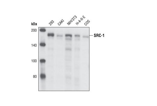 Western Blotting Image 1: SRC-1 (128E7) Rabbit mAb (BSA and Azide Free)