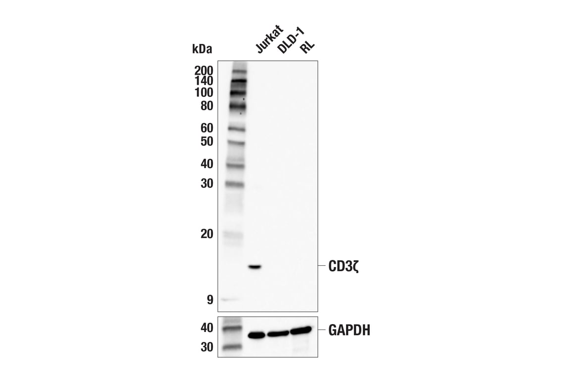 Western Blotting Image 1: CD3ζ (E8R1Q) Rabbit mAb