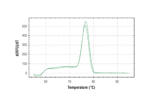 Chromatin Immunoprecipitation Image 1: SimpleChIP<sup>®</sup> Human ADAM9 Intron 11 Primers