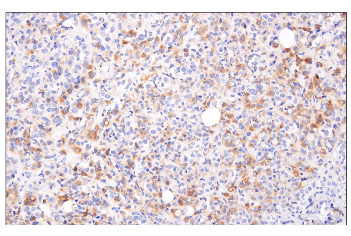 Immunohistochemistry Image 2: Phospho-AMPKα (Thr172) (40H9) Rabbit mAb