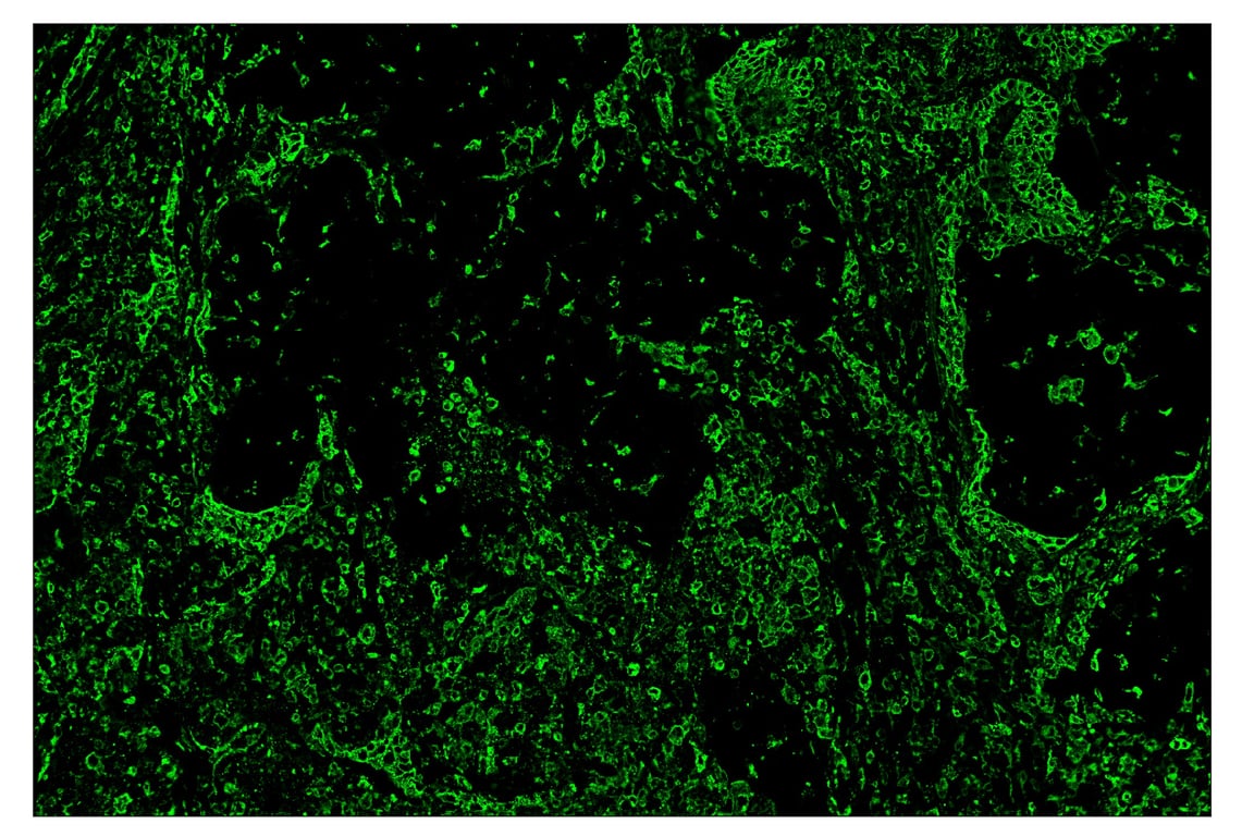 Immunohistochemistry Image 2: HLA-DRA (E9R2Q) & CO-0023-750 SignalStar<sup>™</sup> Oligo-Antibody Pair