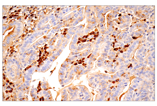 Immunohistochemistry Image 4: IgA (N1CLA) Mouse mAb
