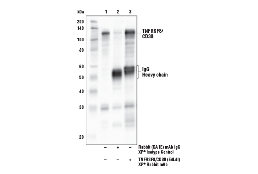 Immunoprecipitation Image 1: TNFRSF8/CD30 (E4L4I) XP<sup>®</sup> Rabbit mAb