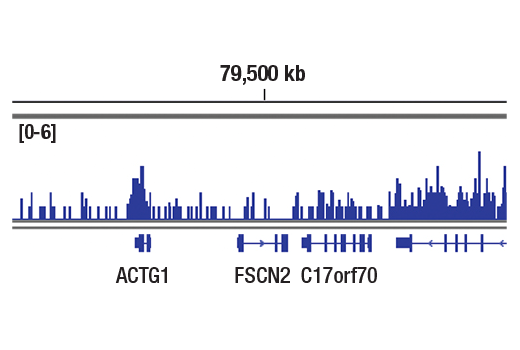 Chromatin Immunoprecipitation Image 1: Tri-Methyl-Histone H3 (Lys36) (D5A7) XP<sup>®</sup> Rabbit mAb