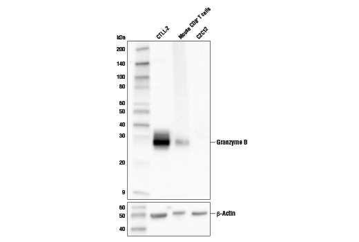 Western Blotting Image 1: Granzyme B (D6E9W) Rabbit mAb (BSA and Azide Free)