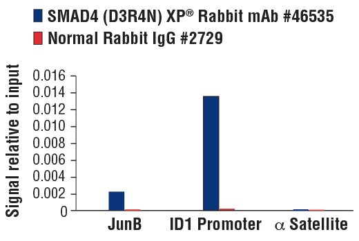 Chromatin Immunoprecipitation Image 3: SMAD4 (D3R4N) XP<sup>®</sup> Rabbit mAb