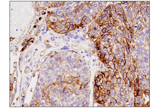 Immunohistochemistry Image 1: Tissue Factor/CD142 (E9M6T) XP<sup>®</sup> Rabbit mAb