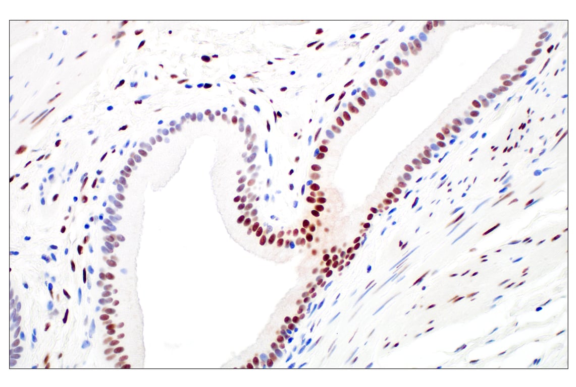 Immunohistochemistry Image 5: c-Fos (E2I7R) XP<sup>®</sup> Rabbit mAb