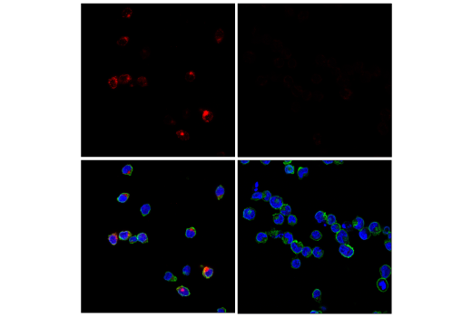 Immunofluorescence Image 1: GNLY (E2T3D) Rabbit mAb (Alexa Fluor<sup>®</sup> 647 Conjugate)