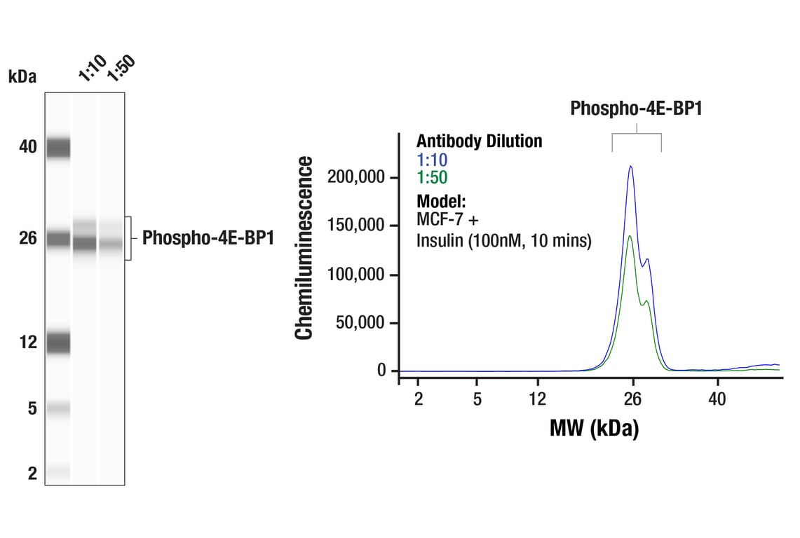 Western Blotting Image 1: Phospho-4E-BP1 (Ser65) (D9G1Q) Rabbit mAb