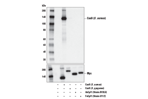 undefined Image 2: Cas9 and Associated Proteins Antibody Sampler Kit