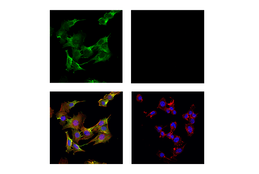 Immunofluorescence Image 1: CD44 (IM7) Rat mAb