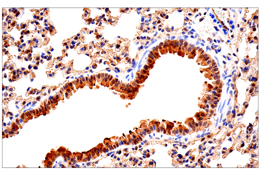 Immunohistochemistry Image 7: SOD1 (E4G1H) XP<sup>®</sup> Rabbit mAb