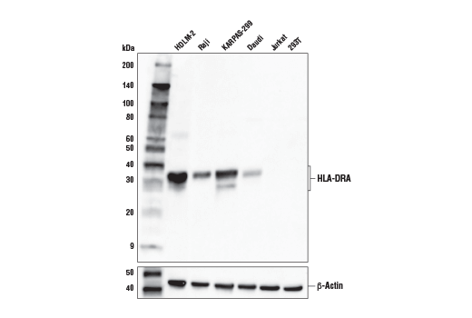 Western Blotting Image 2: HLA-DRA (E9R2Q) XP<sup>®</sup> Rabbit mAb
