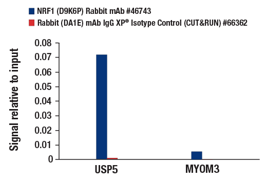 CUT & RUN Image 3: NRF1 (D9K6P) Rabbit mAb