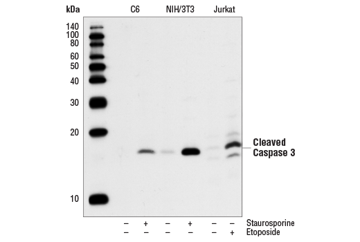 Western Blotting Image 1: Cleaved Caspase-3 (Asp175) (5A1E) Rabbit mAb (BSA and Azide Free)