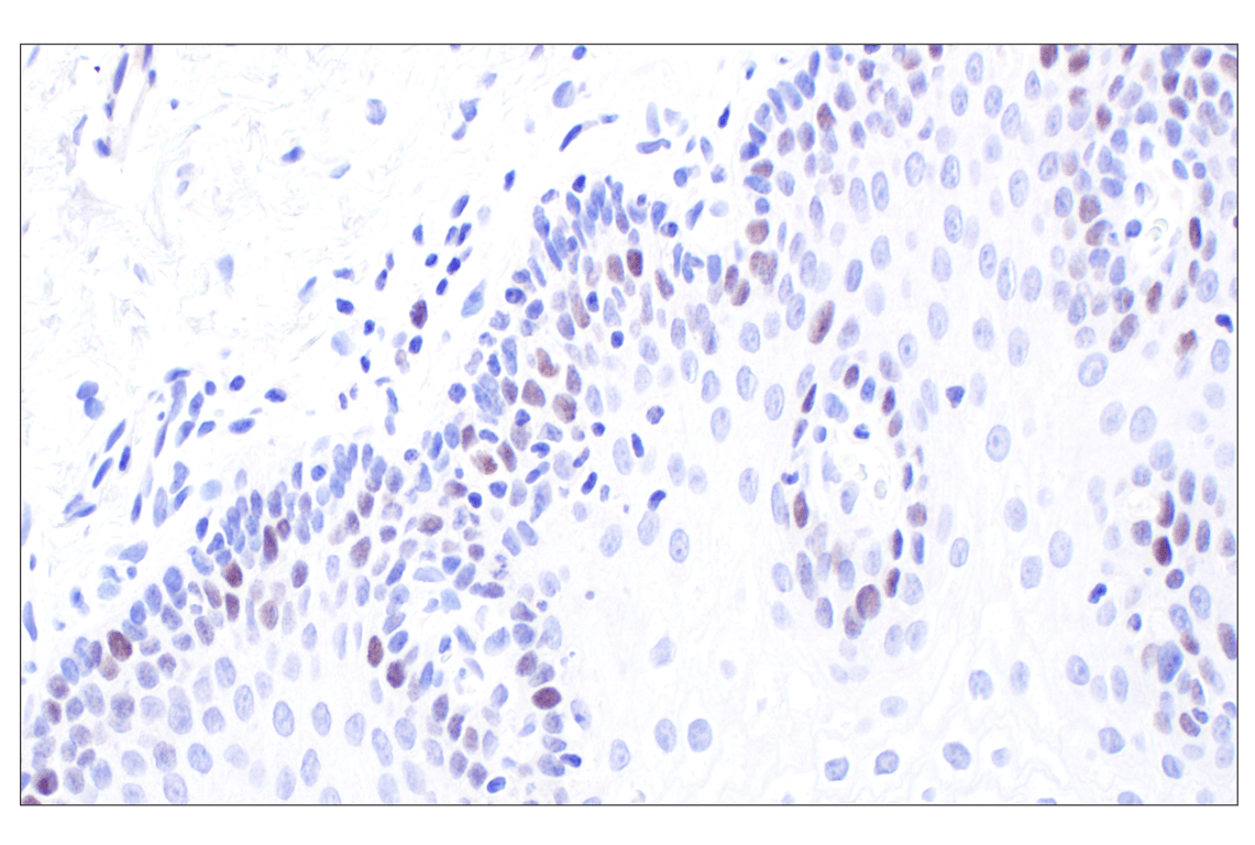 Immunohistochemistry Image 5: MASTL (F7I2C) Rabbit mAb