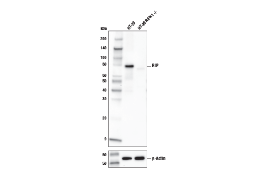 Western Blotting Image 1: RIP (E8S7U) XP<sup>®</sup> Rabbit mAb