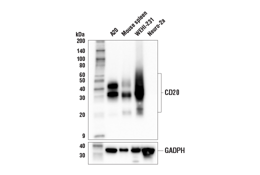 Western Blotting Image 2: CD20 (E3N7O) XP<sup>®</sup> Rabbit mAb (BSA and Azide Free)