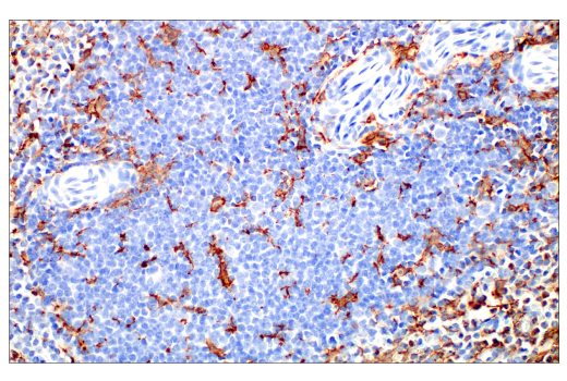 Immunohistochemistry Image 6: Iba1/AIF-1 (E5N4J) Mouse mAb (BSA and Azide Free)