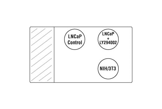 SignalStain® Akt Pathway IHC Sampler Kit: Image 1
