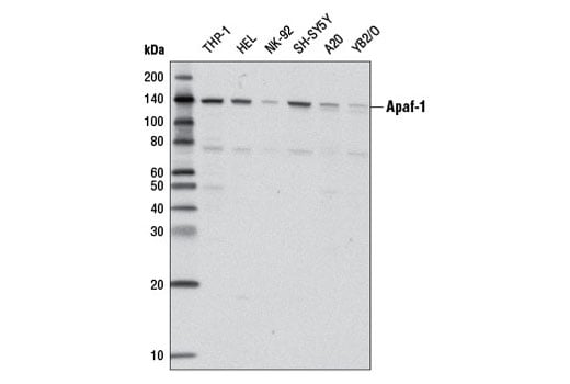 Western Blotting Image 2: Apaf-1 (D7G4) Rabbit mAb