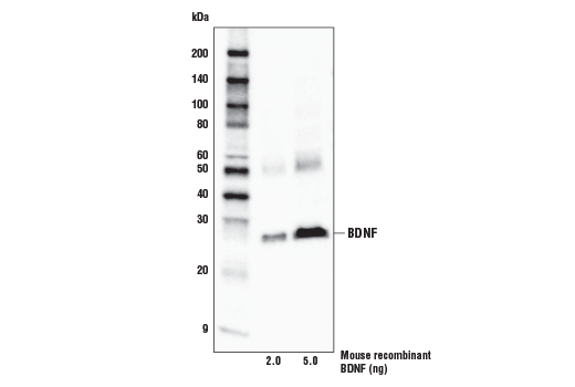 Western Blotting Image 2: BDNF Antibody