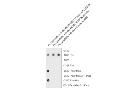 undefined Image 1: Phospho-Histone H3 (Ser10) (D2C8) XP<sup>®</sup> Rabbit mAb