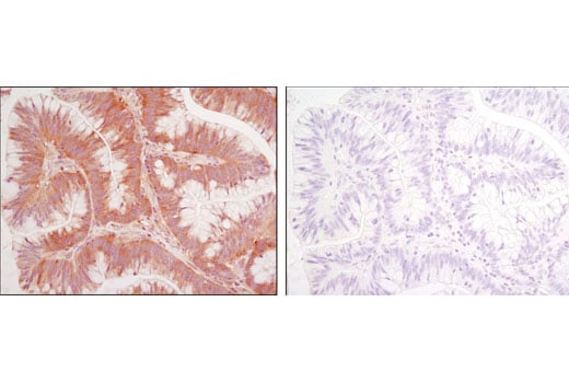 Immunohistochemistry Image 3: CACYBP (D43G11) Rabbit mAb