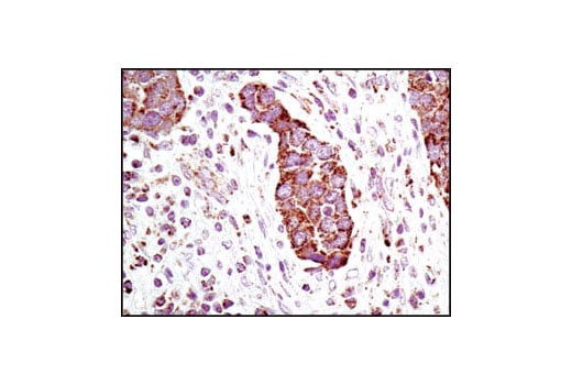 Immunohistochemistry Image 1: Grp75 (D13H4) XP<sup>®</sup> Rabbit mAb (BSA and Azide Free)